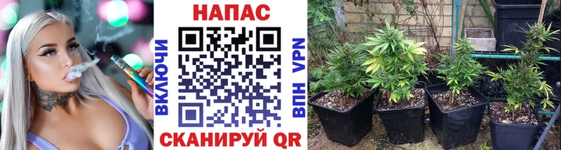 Шишки марихуана сатива  наркошоп  Петровск 